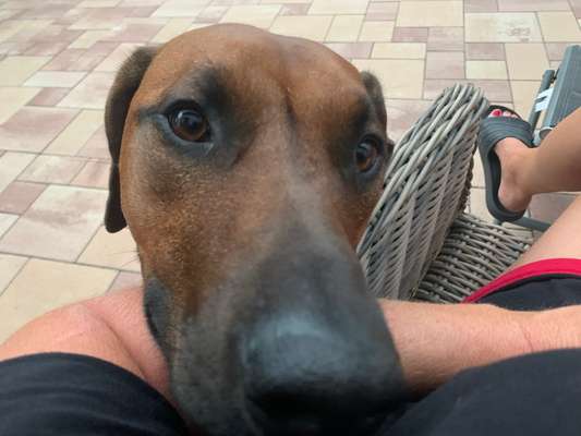 Rhodesian Ridgeback-Beitrag-Bild