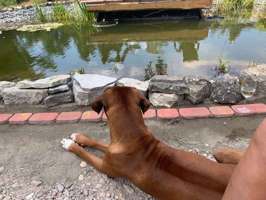 Rhodesian Ridgeback-Beitrag-Bild