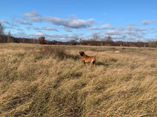 Rhodesian Ridgeback-Beitrag-Bild