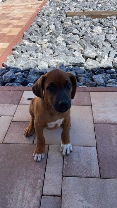 Rhodesian Ridgeback-Beitrag-Bild