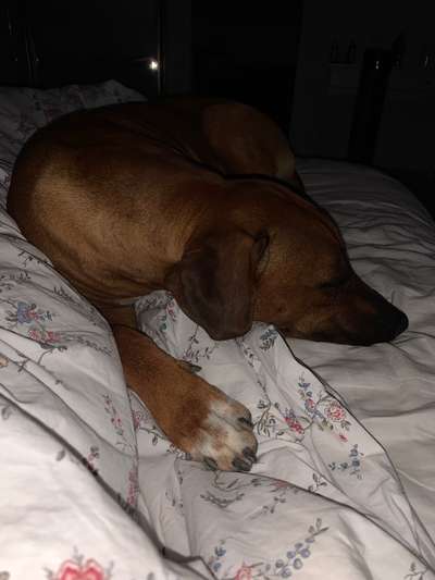 Rhodesian Ridgeback-Beitrag-Bild