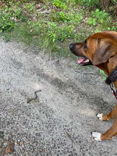 Rhodesian Ridgeback-Beitrag-Bild