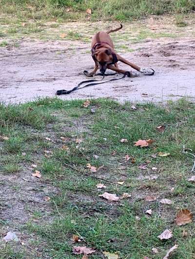 Rhodesian Ridgeback-Beitrag-Bild