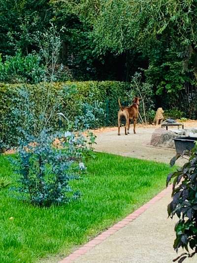 Rhodesian Ridgeback-Beitrag-Bild