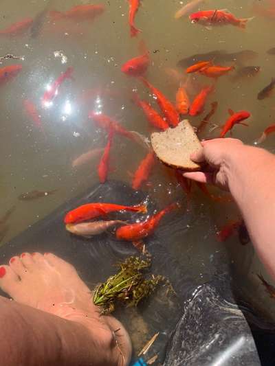 Rhodesian Ridgeback-Beitrag-Bild