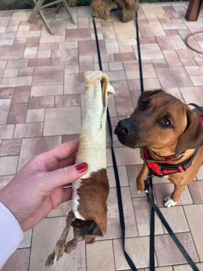 Rhodesian Ridgeback-Beitrag-Bild