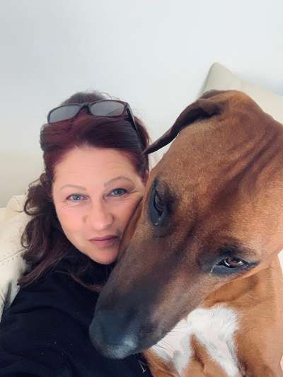 Rhodesian Ridgeback-Beitrag-Bild