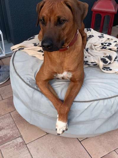 Rhodesian Ridgeback-Beitrag-Bild