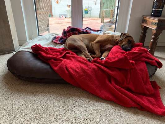 Rhodesian Ridgeback-Beitrag-Bild