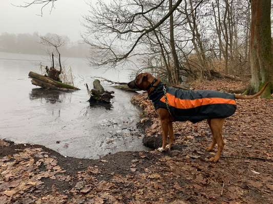 Rhodesian Ridgeback-Beitrag-Bild