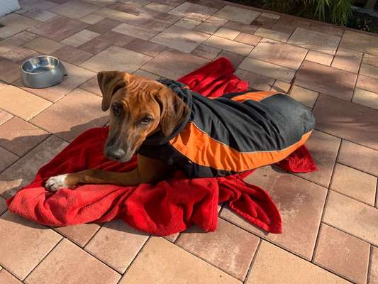 Rhodesian Ridgeback-Beitrag-Bild