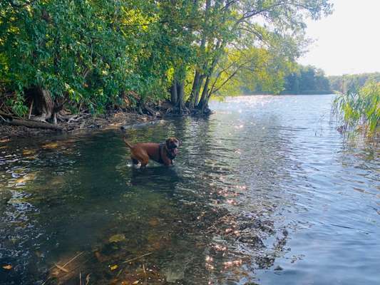Rhodesian Ridgeback-Beitrag-Bild
