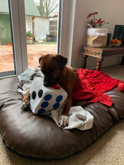 Rhodesian Ridgeback-Beitrag-Bild