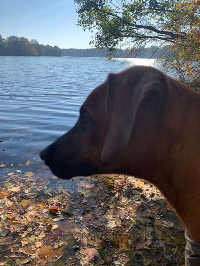 Rhodesian Ridgeback-Beitrag-Bild