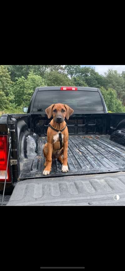 Rhodesian Ridgeback-Beitrag-Bild