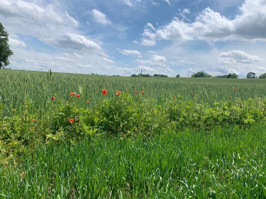 Rhodesian Ridgeback-Beitrag-Bild