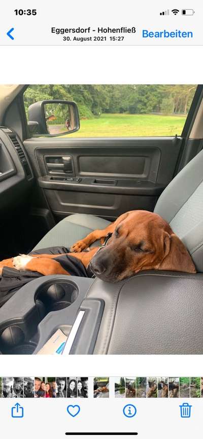 Rhodesian Ridgeback-Beitrag-Bild