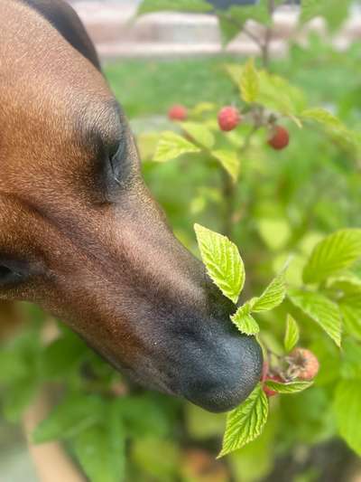 Rhodesian Ridgeback-Beitrag-Bild