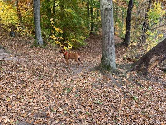 Rhodesian Ridgeback-Beitrag-Bild