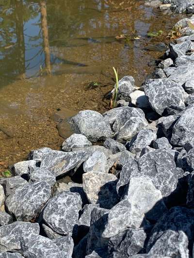 Rhodesian Ridgeback-Beitrag-Bild