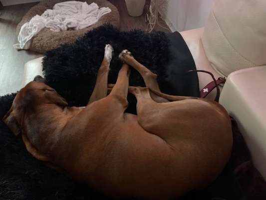 Rhodesian Ridgeback-Beitrag-Bild