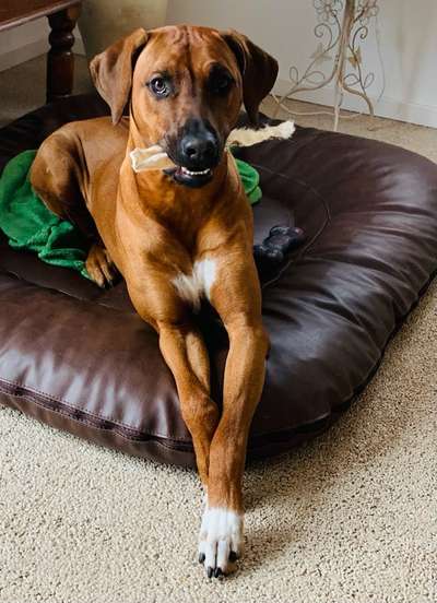 Rhodesian Ridgeback-Beitrag-Bild