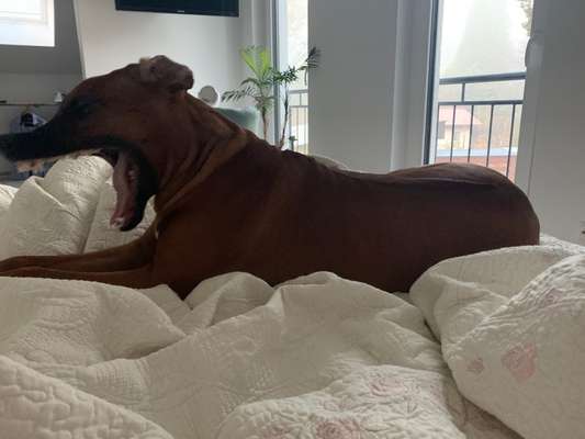 Rhodesian Ridgeback-Beitrag-Bild