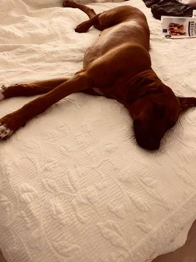 Rhodesian Ridgeback-Beitrag-Bild