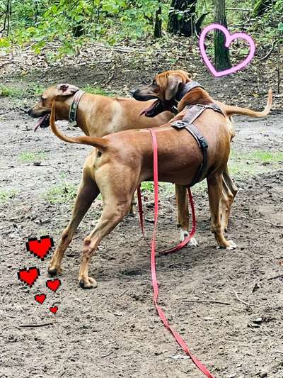 Rhodesian Ridgeback-Beitrag-Bild