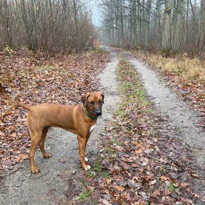 Rhodesian Ridgeback-Beitrag-Bild