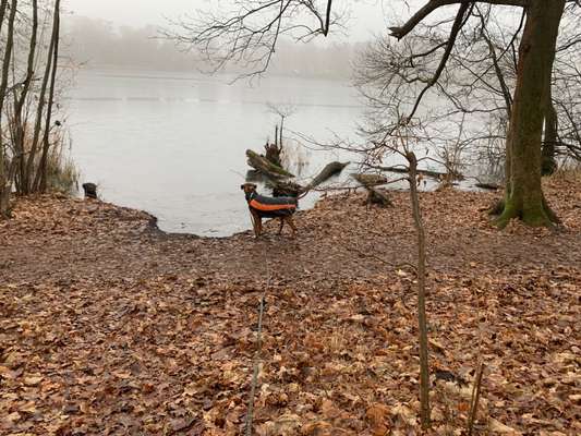 Rhodesian Ridgeback-Beitrag-Bild