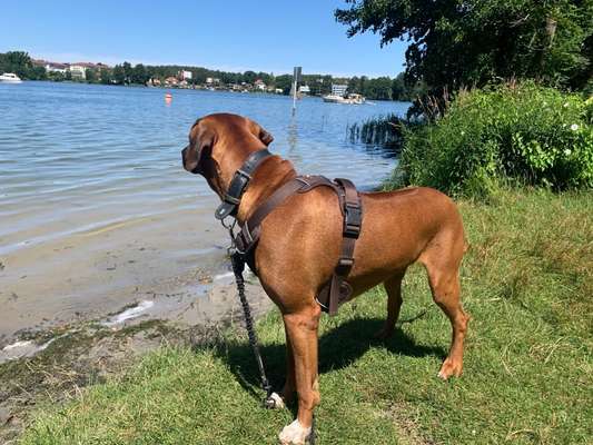 Rhodesian Ridgeback-Beitrag-Bild