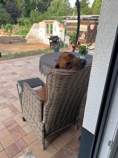 Rhodesian Ridgeback-Beitrag-Bild