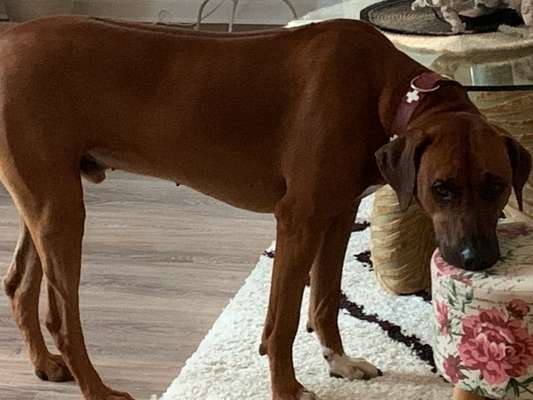 Rhodesian Ridgeback-Beitrag-Bild