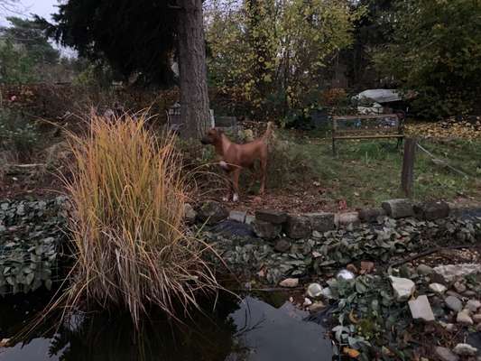 Rhodesian Ridgeback-Beitrag-Bild