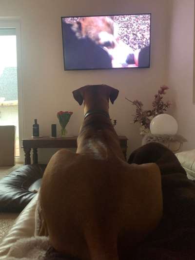 Rhodesian Ridgeback-Beitrag-Bild