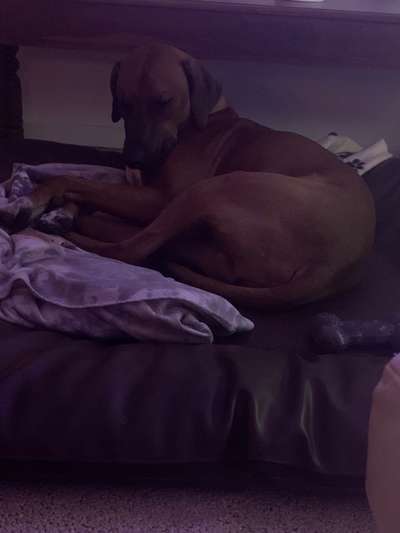Rhodesian Ridgeback-Beitrag-Bild