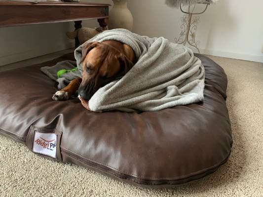 Rhodesian Ridgeback-Beitrag-Bild