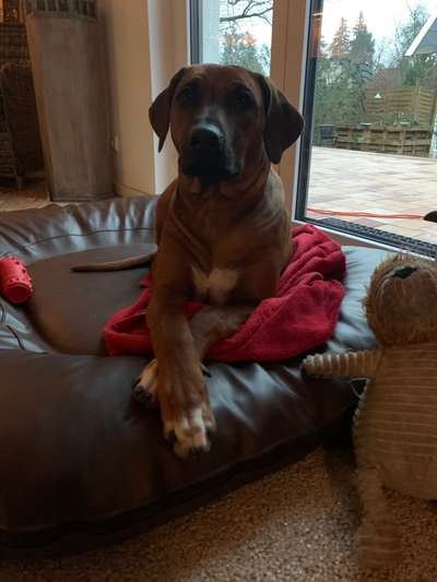 Rhodesian Ridgeback-Beitrag-Bild