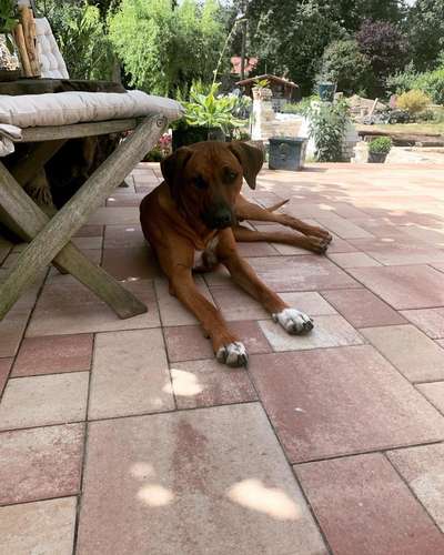 Rhodesian Ridgeback-Beitrag-Bild