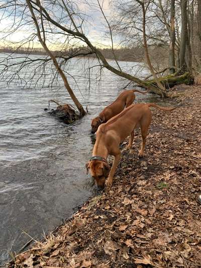 Rhodesian Ridgeback-Beitrag-Bild