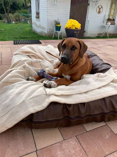 Rhodesian Ridgeback-Beitrag-Bild