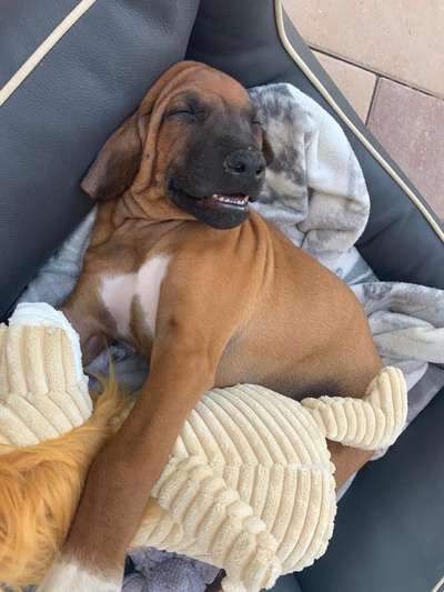 Rhodesian Ridgeback-Beitrag-Bild