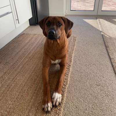 Rhodesian Ridgeback-Beitrag-Bild