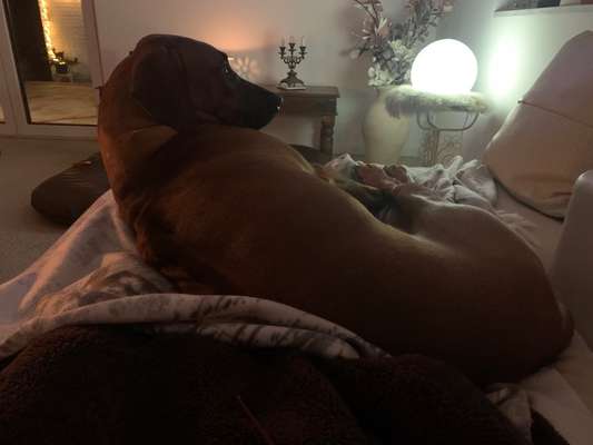 Rhodesian Ridgeback-Beitrag-Bild