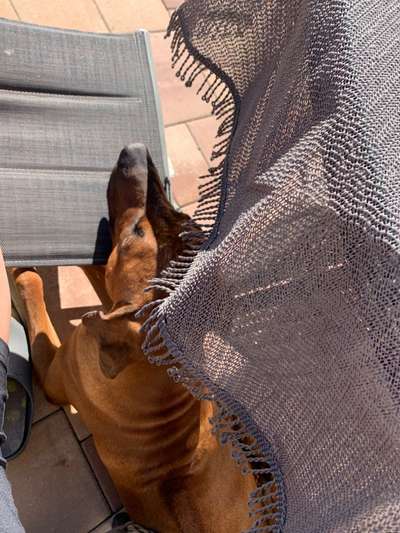 Rhodesian Ridgeback-Beitrag-Bild