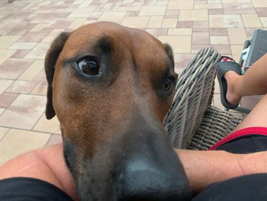 Rhodesian Ridgeback-Beitrag-Bild