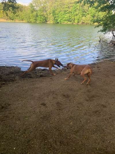 Rhodesian Ridgeback-Beitrag-Bild
