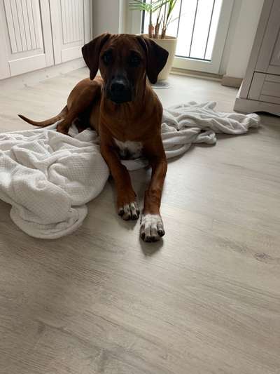 Rhodesian Ridgeback-Beitrag-Bild