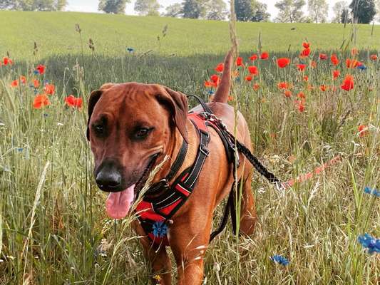 Rhodesian Ridgeback-Beitrag-Bild